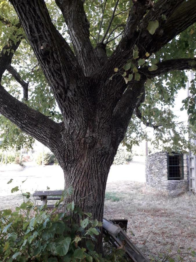 Le Patio Aux Hirondelles Villa Lagorce  Dış mekan fotoğraf